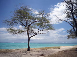 Fototapeta na wymiar Tree on the Beach, Mauritius