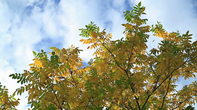 Beautiful autum leaves against sky.