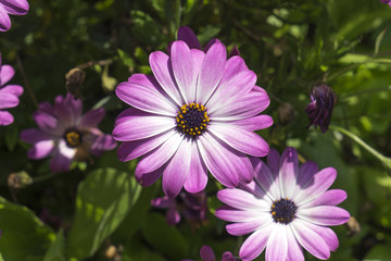 Fototapeta premium Lila Blüten