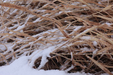 Coastal plant cane Phragmites in the winter under snow