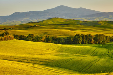 Beautiful view of green fields and meadows at sunset in Tuscany