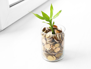 Fototapeta na wymiar Plant growing in coins on the windowsill