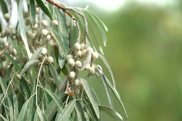 Olive branch, close-up