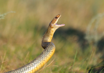 Large whipsnake in attack - 93533505