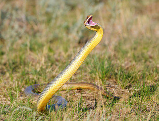 Caspian whip snake in jump - 93533508