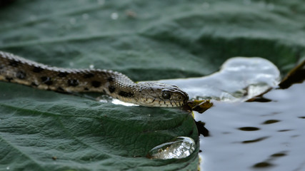 Dice snake at lotus leaf