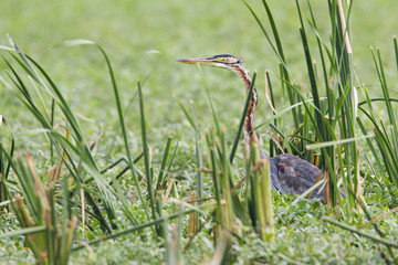 Purple heron in Bundala national park, Sri Lanka