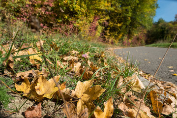 Gelbes Laub im Herbst im Gras