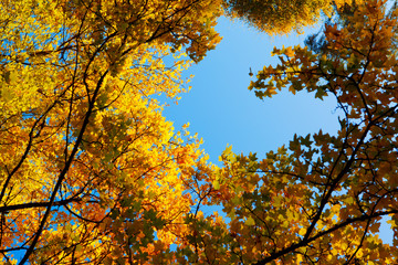 Maple tree  framework.