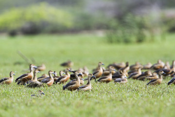 Lesser whistling-duck in Bundala national park, Sri Lanka