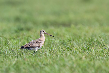 Black-tailed Godwit in Bundala national park, Sri Lanka
