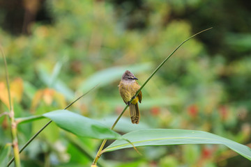 beautiful flavescent bulbul