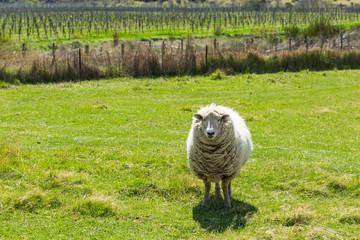 sheep in vineyard