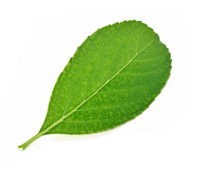 Green leaf isolated white background