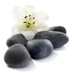 Fototapeta na wymiar Lily and spa stones isolated on white