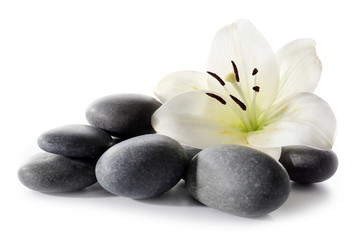 Fototapeta na wymiar Lily and spa stones isolated on white