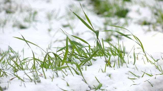 Green grass with Snow 3