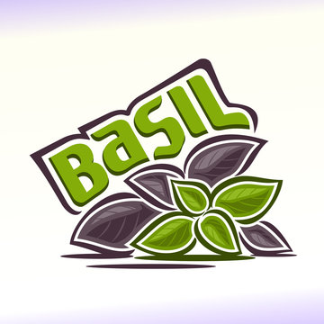 Vector illustration on the theme of basil
