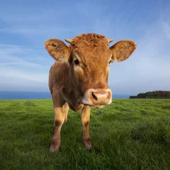 Acrylic prints Cow Portrait of brown cow