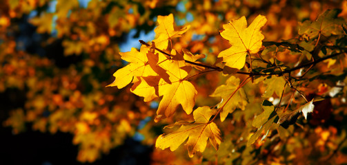 Autumnal maple leaves in blurred background.