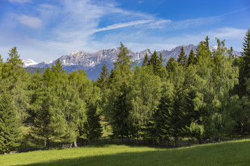 Fototapeta na wymiar Nadelwald vor Bergpanorama