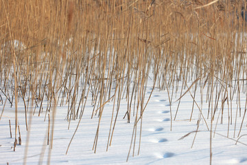 Coastal plant cane Phragmites in winter
