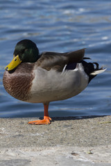 duck on lake