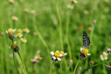 butterfly, flower