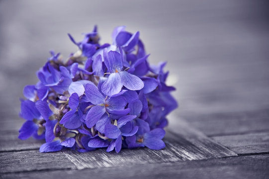 bounch of spring violets