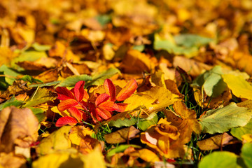 Colorful leaves background.