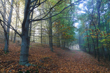 Foggy magical autumn Forest with colorful Trees