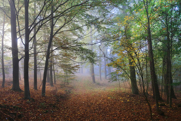 Foggy magical autumn Forest with colorful Trees