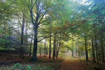 Foggy magical autumn Forest with colorful Trees