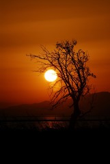 Sunset on the beach with lonely tree