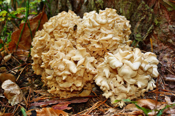 Mushroom Sparassis crispa