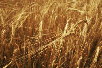 spikelets of wheat in a field texture agriculture