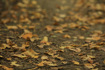 fallen leaves background