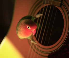 Agaporniden