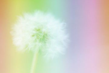 Dandelion on the abstract colorful blur background.
