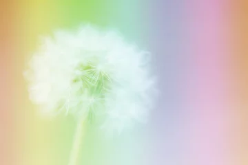 Rolgordijnen Dandelion on the abstract colorful blur background. © nonchanon