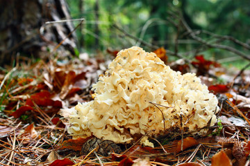 Mushroom Sparassis crispa