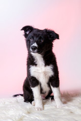 Border Collie Australian Shepherd Welpe