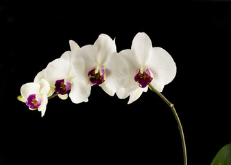 Fototapeta na wymiar Orchid on black background