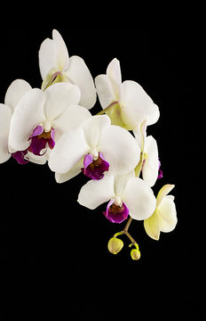 Fototapeta Orchid on black background