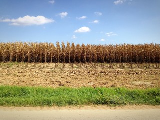 Obraz premium Winter landscape