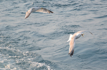 Two white seagulls flying over water