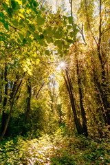 Inextricable Autumn Forest With the Sun Passing Through the Tree Leaves