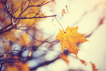 Lonely yellow maple leaf late fall.