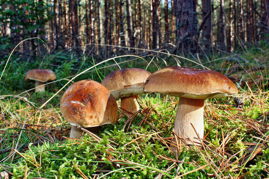 Group mushroom boletus