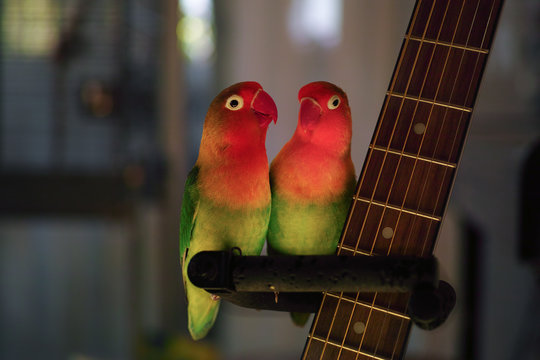 Fototapeta Agaporniden